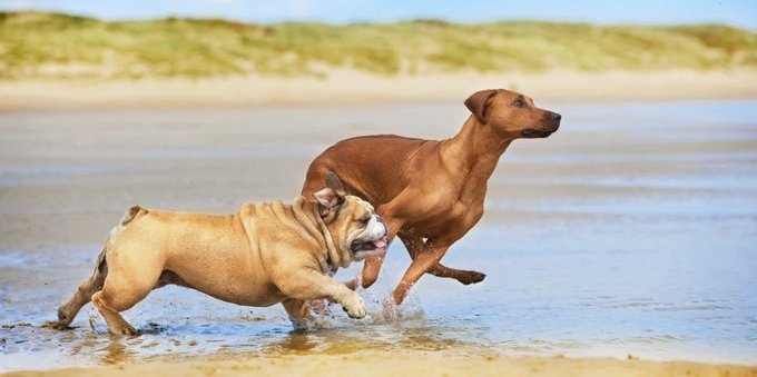 Attività illecite e sicurezza a Suan Luang Beach: tensioni per un residente svizzero