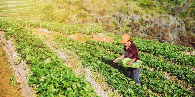 Ogni anno perse 233 mila tonnellate di alimenti. La colpa è del traffico