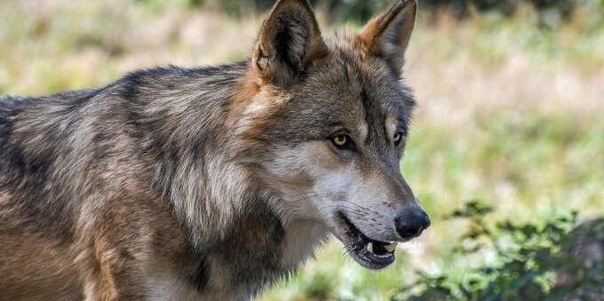 Il lupo non si risparmia in Ticino mattanza di pecore a Castione