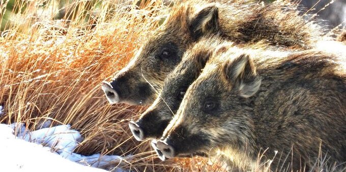 Cinghiali in Ticino danni al territorio per oltre 300mila franchi: il Cantone aumenta gli abbattimenti