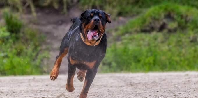 Incidente tragico: il bimbo aggredito dal cane e il suo trasferimento in ospedale