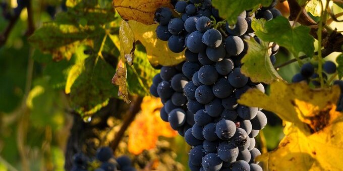 Viticoltura qualità positiva per la vendemmia 2023