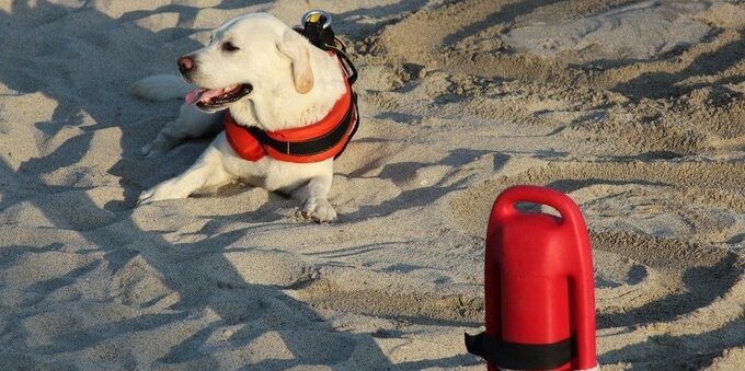 Alla Foce del Cassarate arrivano i cani da salvataggio