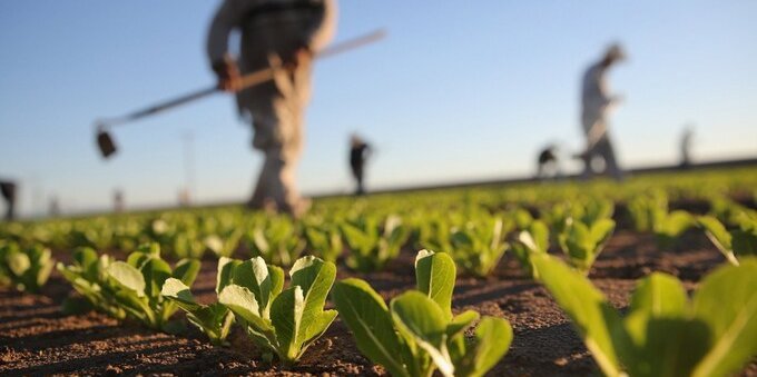 Produttori agricoli sottopagati? L'associazione vuole fare chiarezza. Migros e Coop sotto la lente