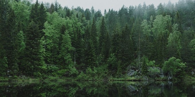 Raccogliere funghi in Svizzera: cosa sapere per evitare sorprese