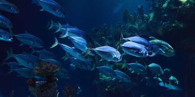 VIDEO Berlino, esplode un acquario gigante. Strade invase dall'acqua, due feriti